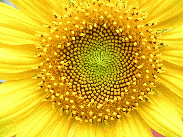 Fibonacci Sequence - The Magic of Nature